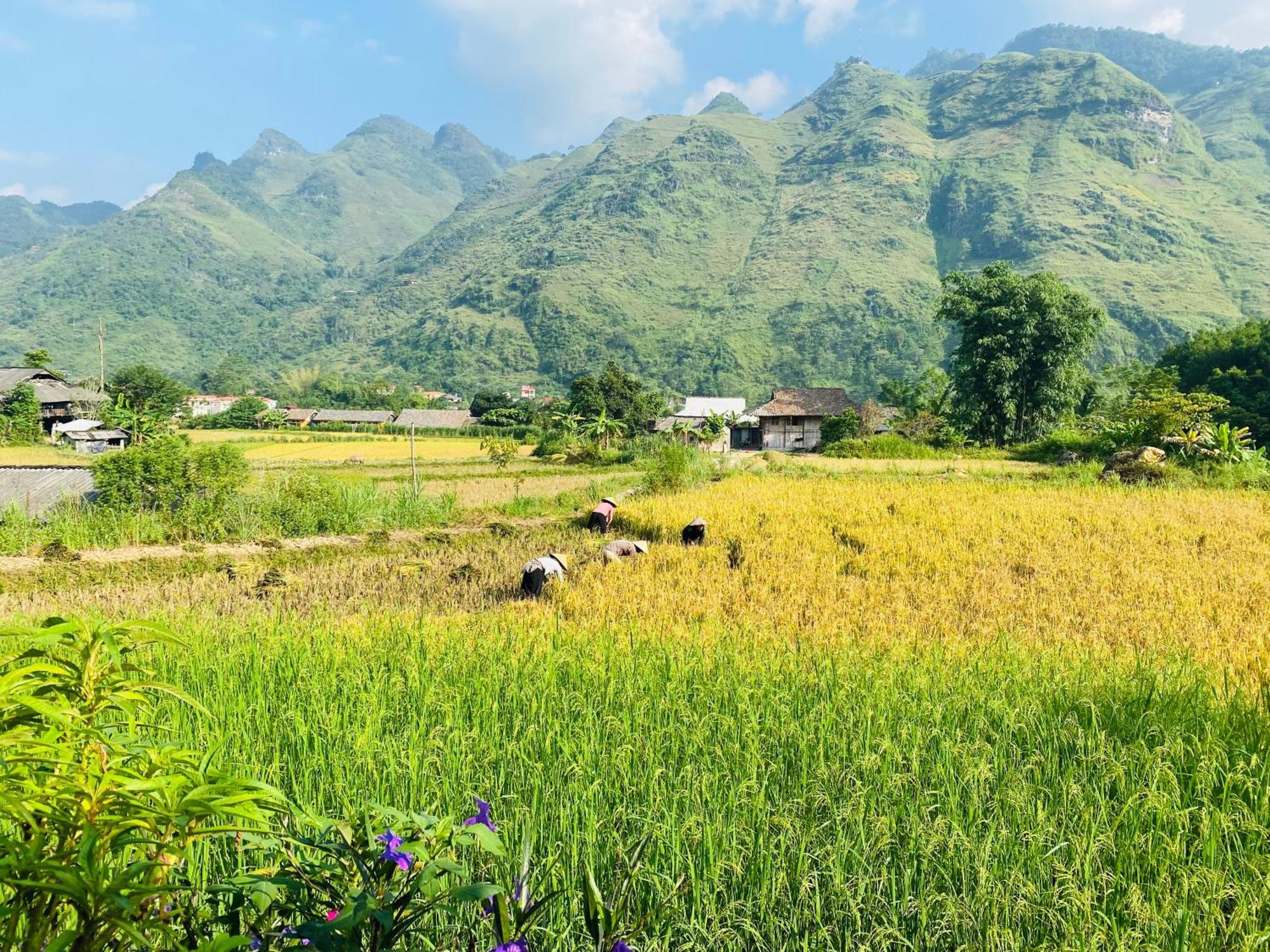 Du Gia Field View Homestay Làng Cac Eksteriør billede